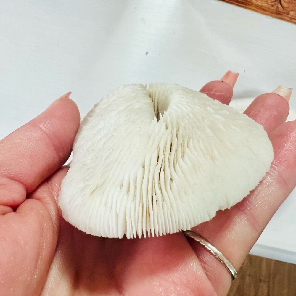 White Natural Mushroom Coral (2 pieces) - Picture 5 of 7
